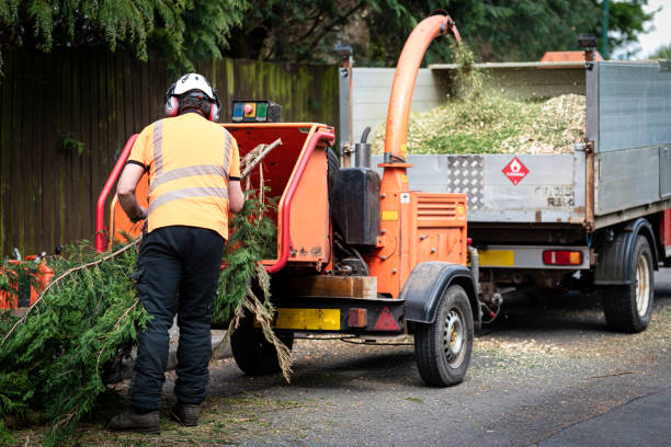 How Our Tree Care Process Works  in  Upland, CA