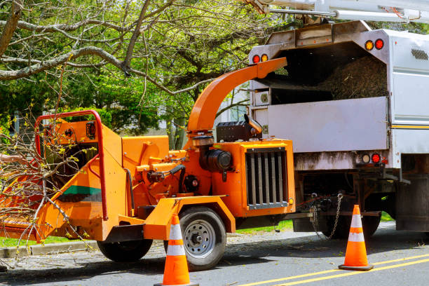 Best Leaf Removal  in Upland, CA