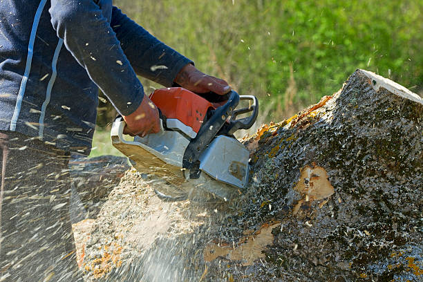 Best Root Management and Removal  in Upland, CA